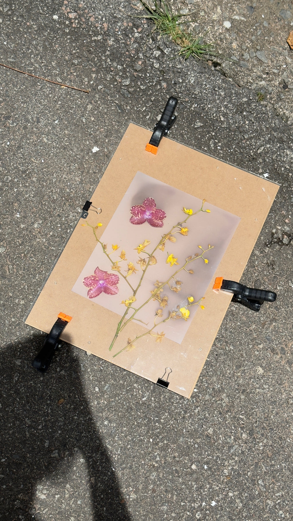 Lumen Print Workshop