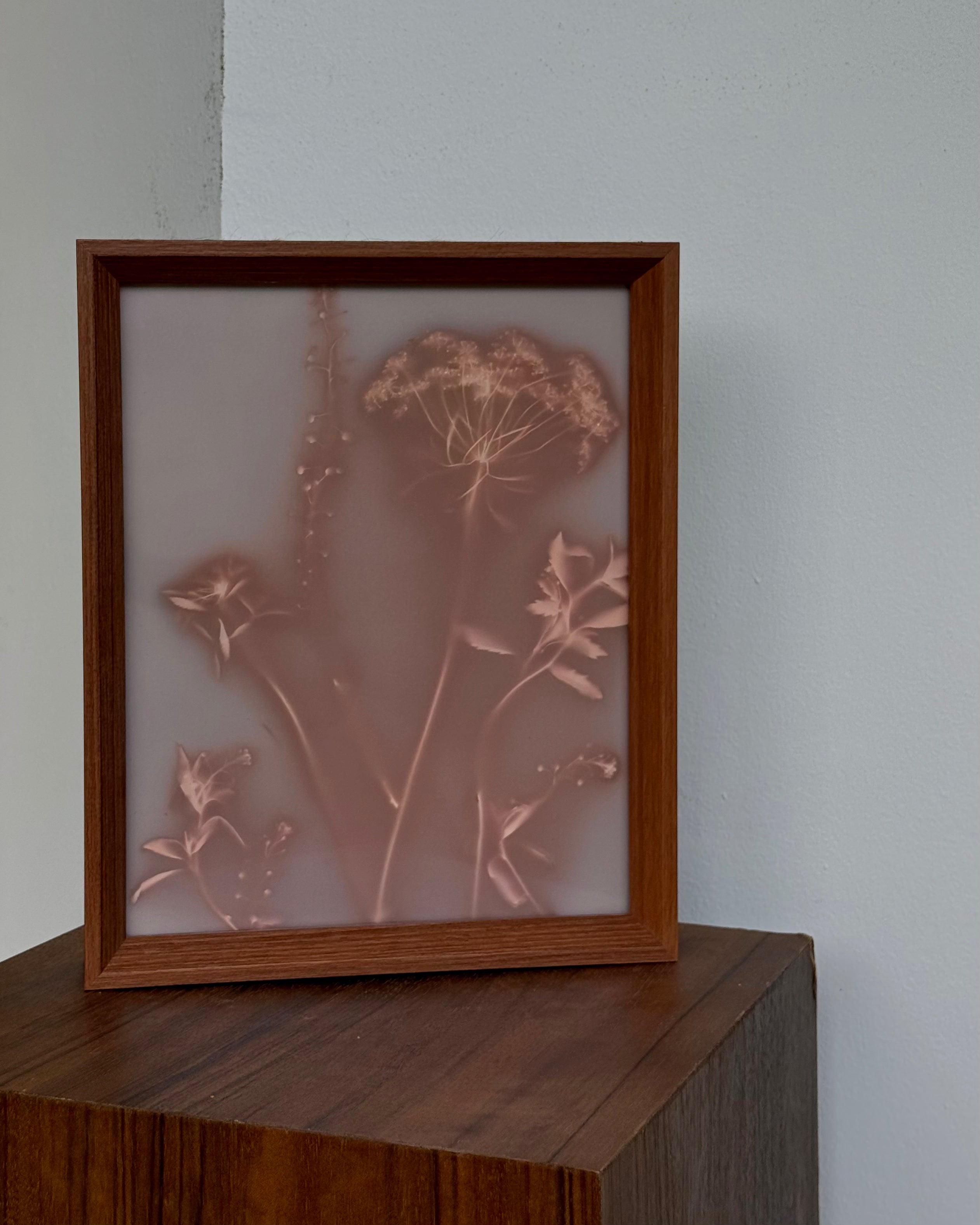 Lumen Print — Ammi Maju + Greenbell