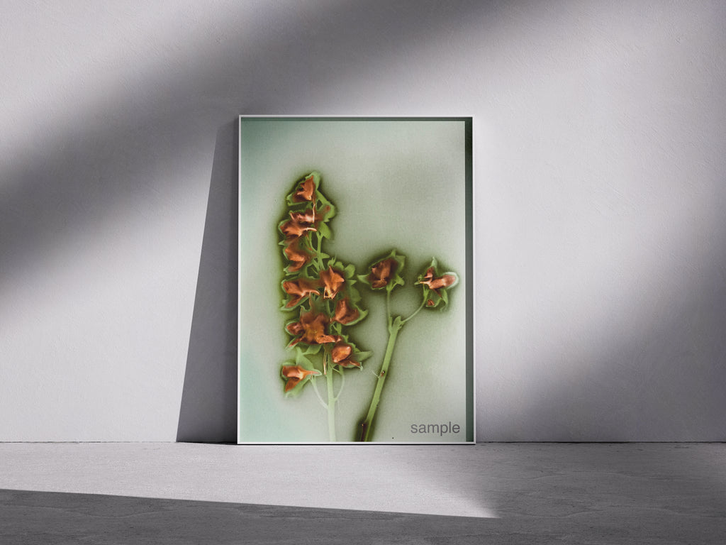 Lumen Print — Coloured