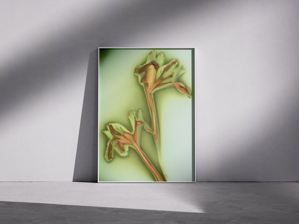 Lumen Print — Coloured