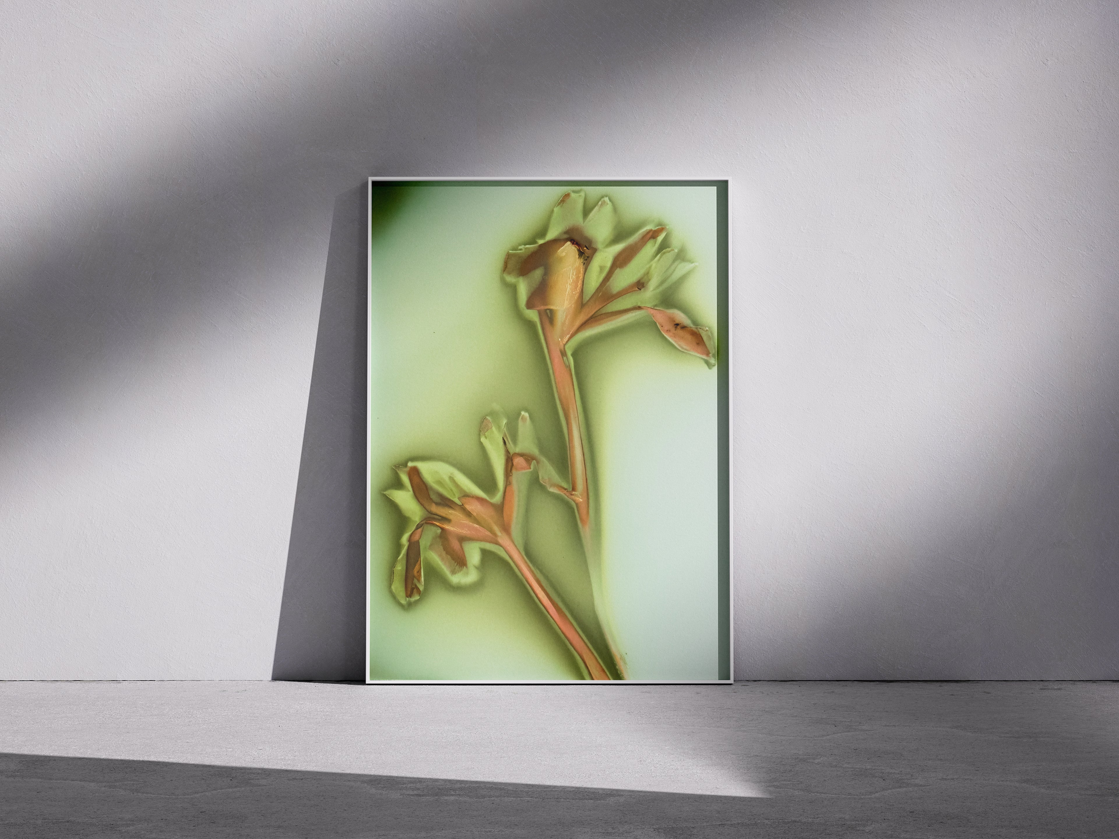 Lumen Print — Coloured