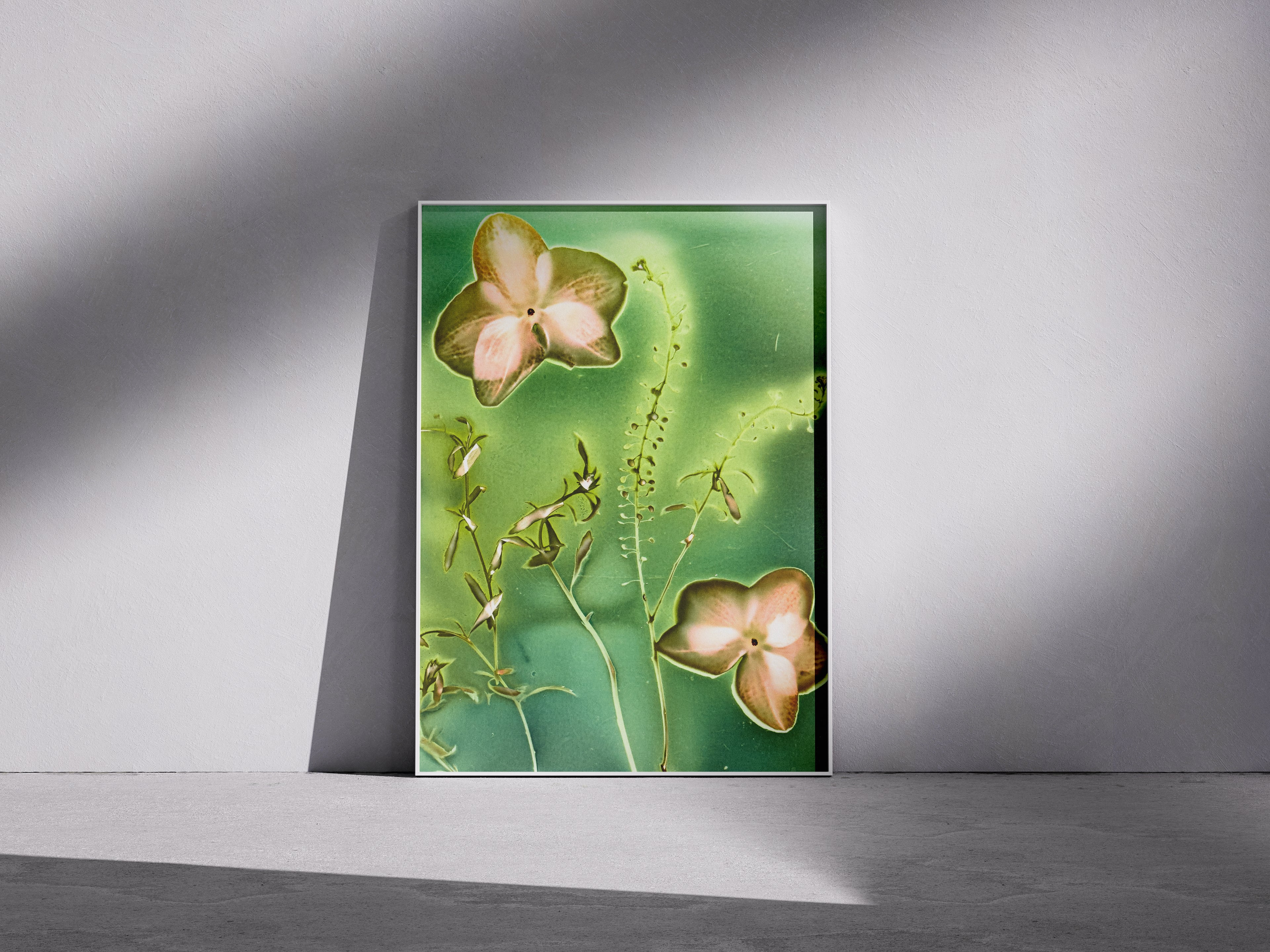 Lumen Print — Coloured