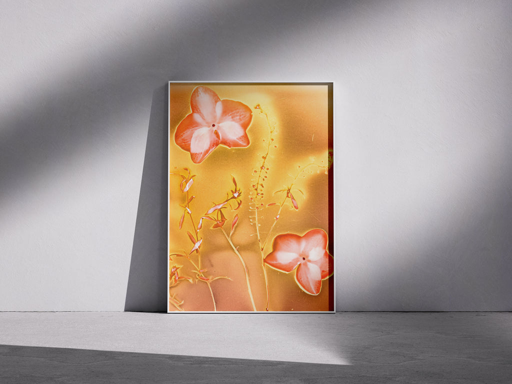 Lumen Print — Coloured