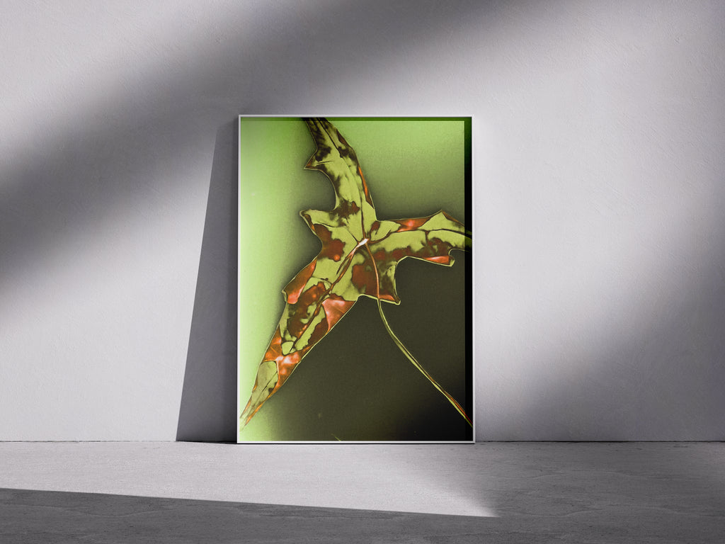 Lumen Print — Coloured