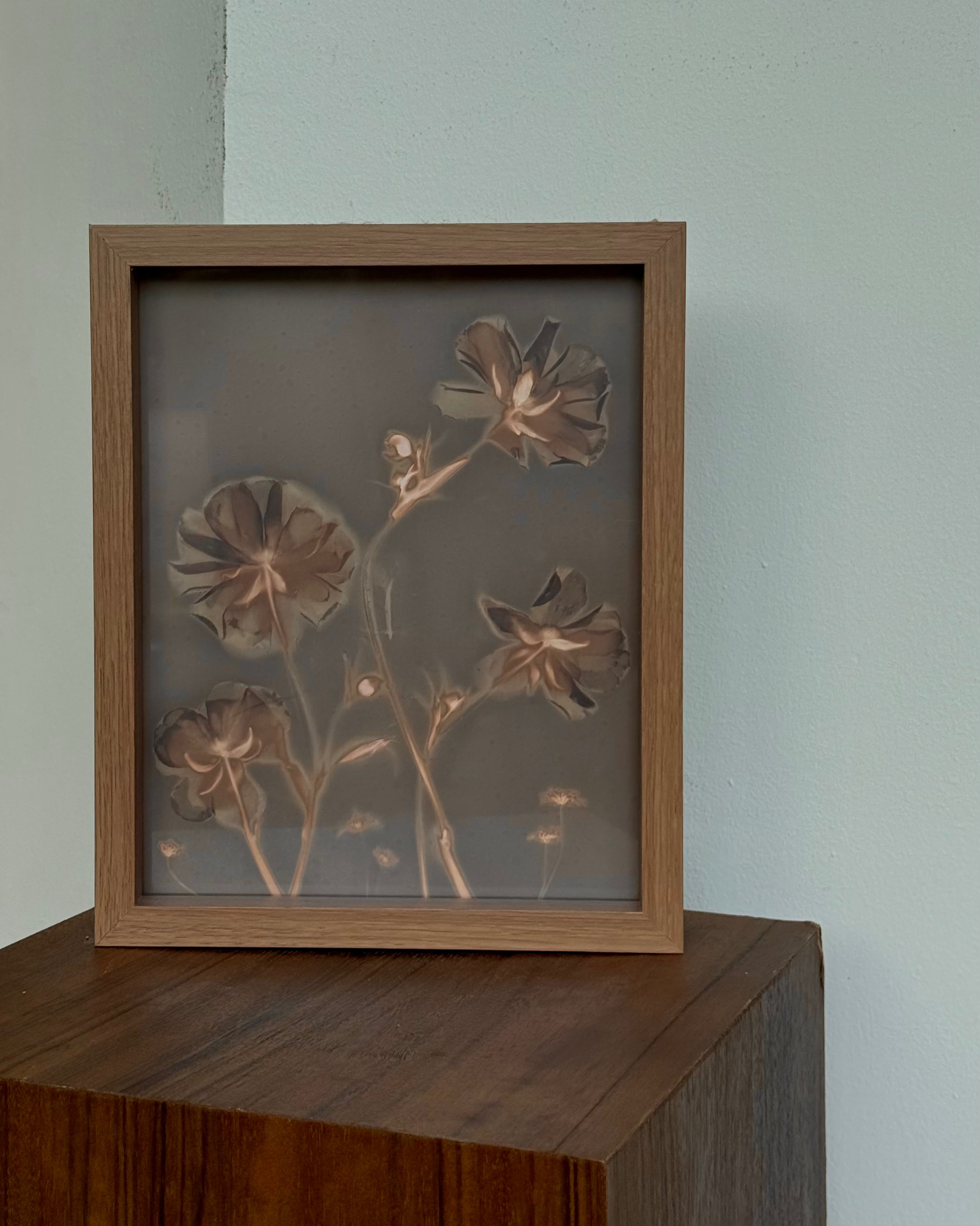 Lumen Print — Butterfly Ranunculus